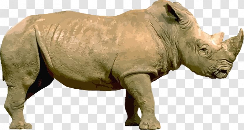 Rhinoceros Stock Illustration - Terrestrial Animal - Vector Rhino Transparent PNG