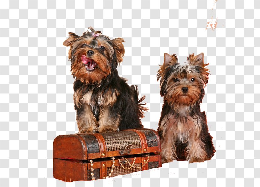 Yorkshire Terrier Australian Silky Puppy Companion Dog Breed Transparent PNG