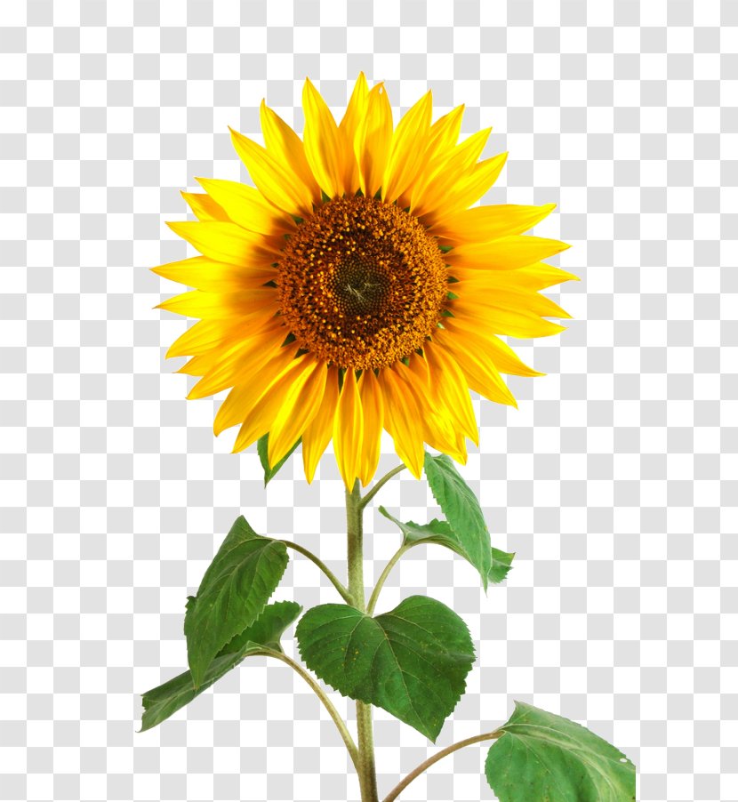 Common Sunflower Perennial Seed Plant - Bumblebee - Flower Transparent PNG
