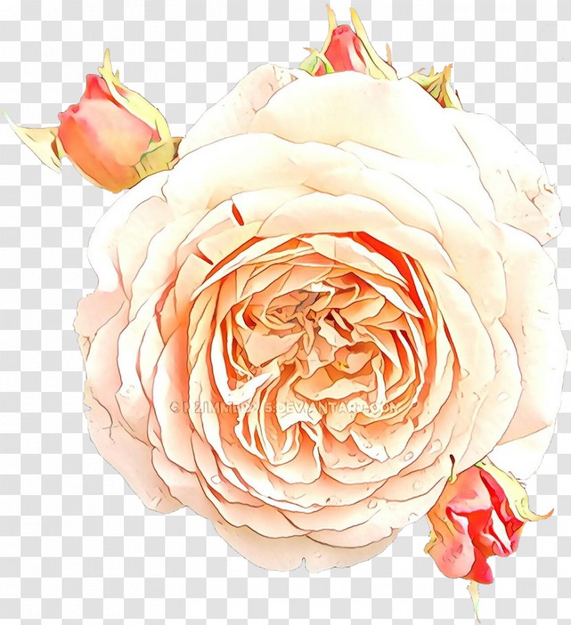 Garden Roses - White - Cut Flowers Floribunda Transparent PNG