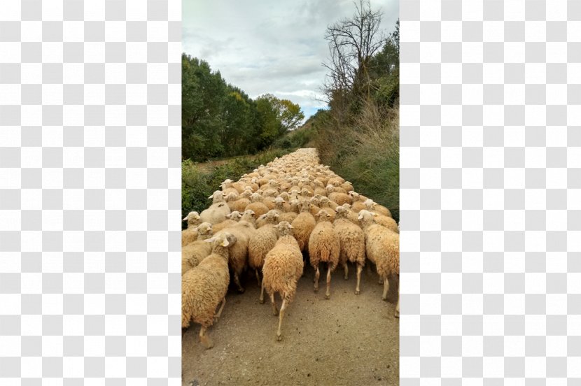 Sheep Pasture Grazing Herd Snout - Santiago De Compostela Transparent PNG