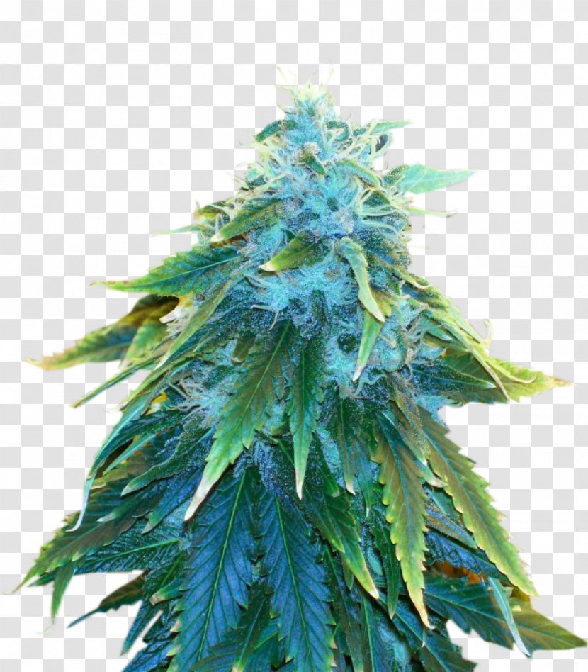 Cannabis Sativa Marijuana Seed Cultivation Transparent PNG
