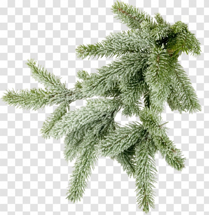 Conifers Spruce Photography Branch - Information - Mimosa Transparent PNG