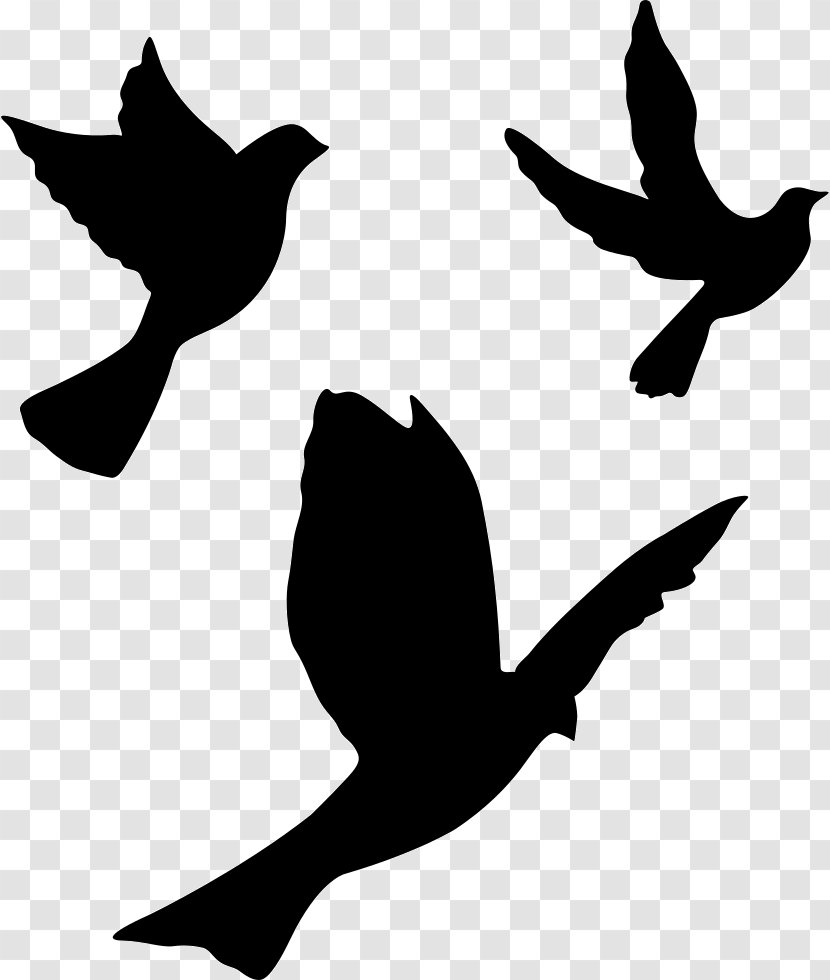 Ducks Geese And Swans Black White Wing - Water Bird Transparent PNG
