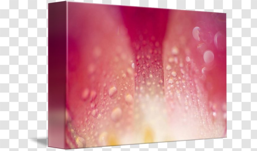 Petal Desktop Wallpaper Art Close-up Canvas - Tulip Petals Transparent PNG