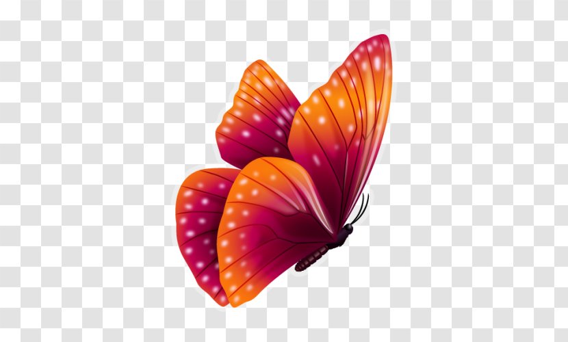 Butterfly Color - Illustrator Transparent PNG