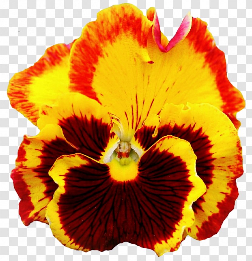 Pansy Yellow DeviantArt Clip Art - Internet Forum - Pansies Transparent PNG