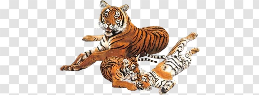 Tiger Photography Blog - Animal Figure Transparent PNG