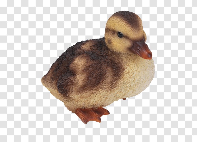 Mallard Duckling Bird - Beak - Duck Transparent PNG