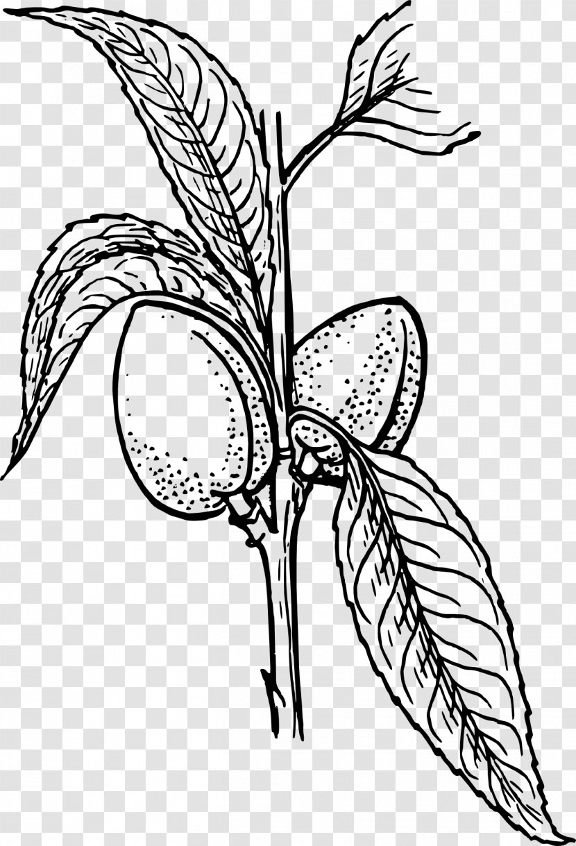 Drawing Plant Clip Art - Visual Arts - Almond Transparent PNG