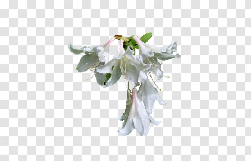 Lilium Flower - Flowering Plant - White Lily Flowers Open Down Transparent PNG