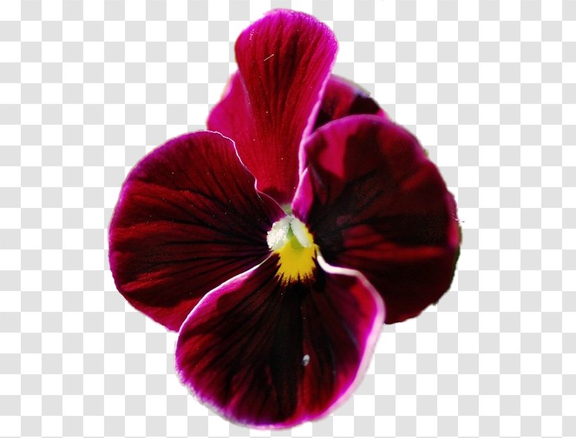 Pansy Magenta Close-up - Violet Family - Purple Transparent PNG