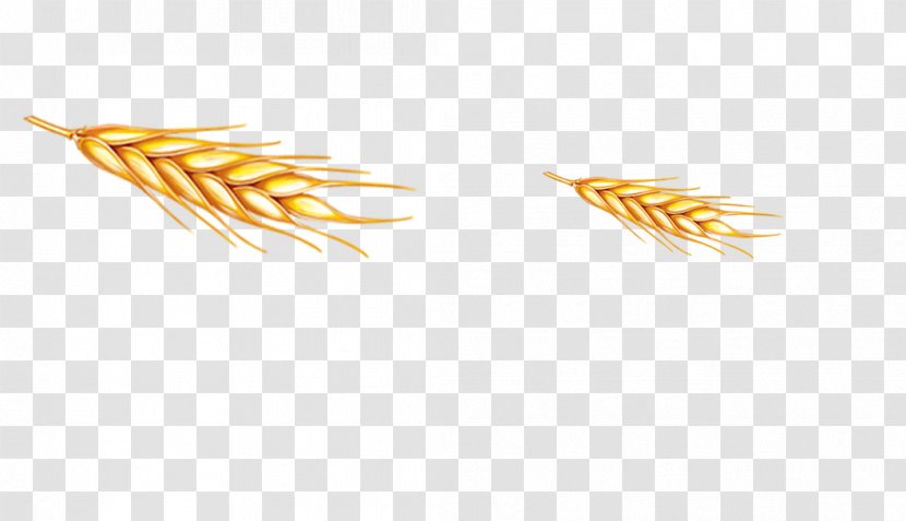Grasses Grain Food Family - Commodity - Wheat Transparent PNG