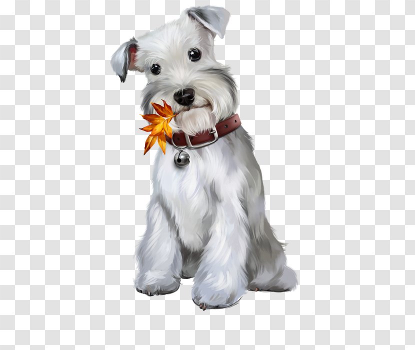 Miniature Schnauzer Standard Puppy Maltese Dog Transparent PNG