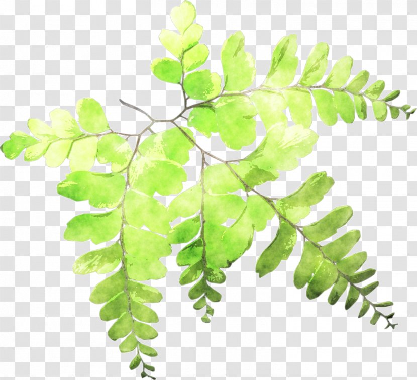 Fern Leaf Plant Stem Watercolor Painting - Crape Myrtle Transparent PNG