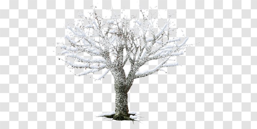White - Black And - Branch Transparent PNG