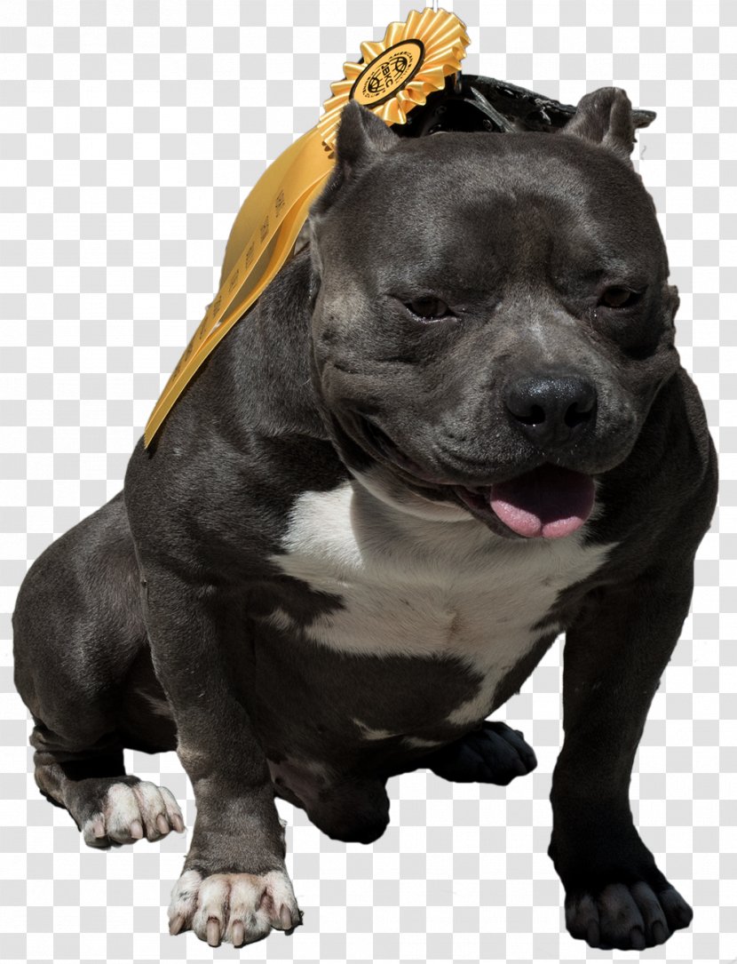 American Pit Bull Terrier Staffordshire Bully Transparent PNG