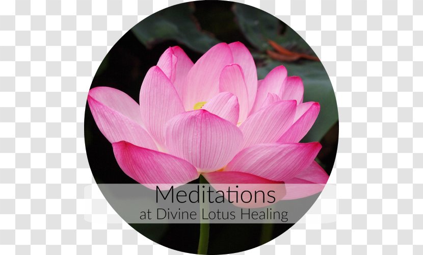 Nelumbo Nucifera Buddhist Meditation Buddhism Water Lilies - Flowering Plant - Proteales Transparent PNG