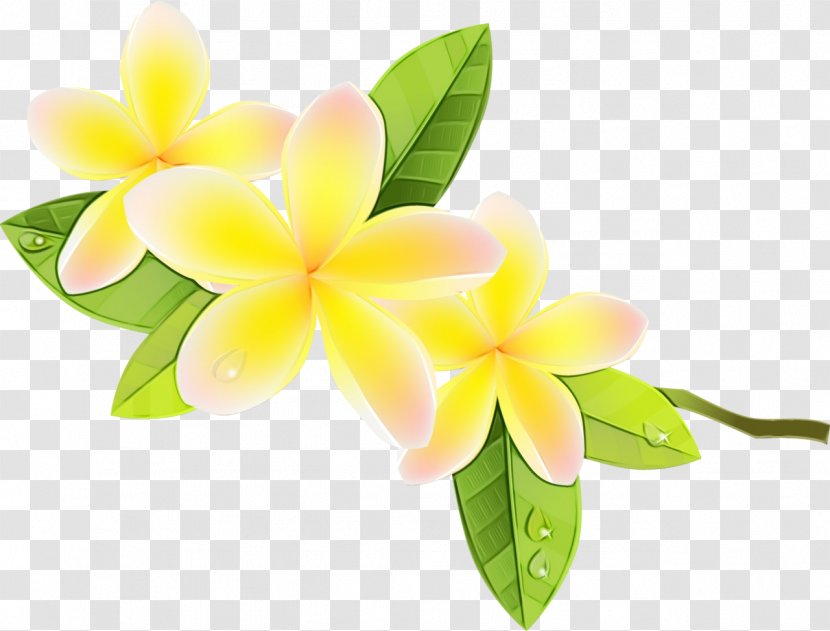 Flower Frangipani Petal Plant Flowering - Cattleya Transparent PNG