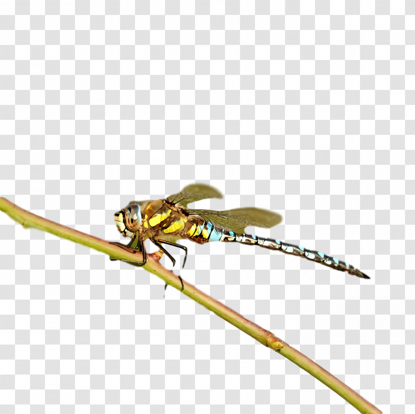 Dragonfly Insect Damselflies Pest Pollinator Transparent PNG