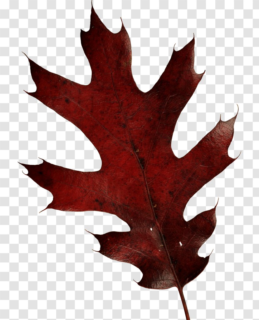 Leaf Oak - Alpha Compositing Transparent PNG