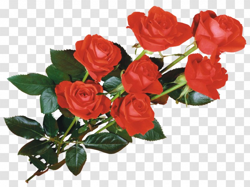 Rose Desktop Wallpaper Flower - Order Transparent PNG