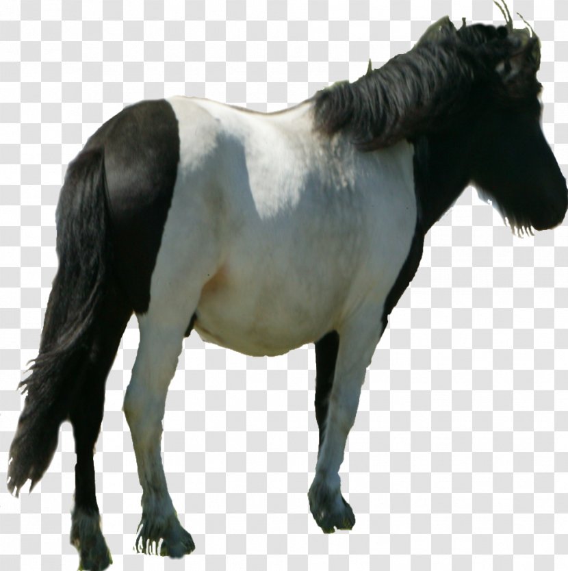 Mane Mustang Stallion Mare Pony - Horse Harness - Shetland Transparent PNG