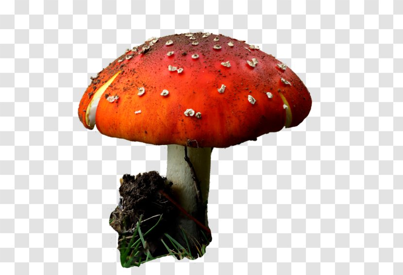 Mushroom Cartoon - Plant - Russula Integra Transparent PNG