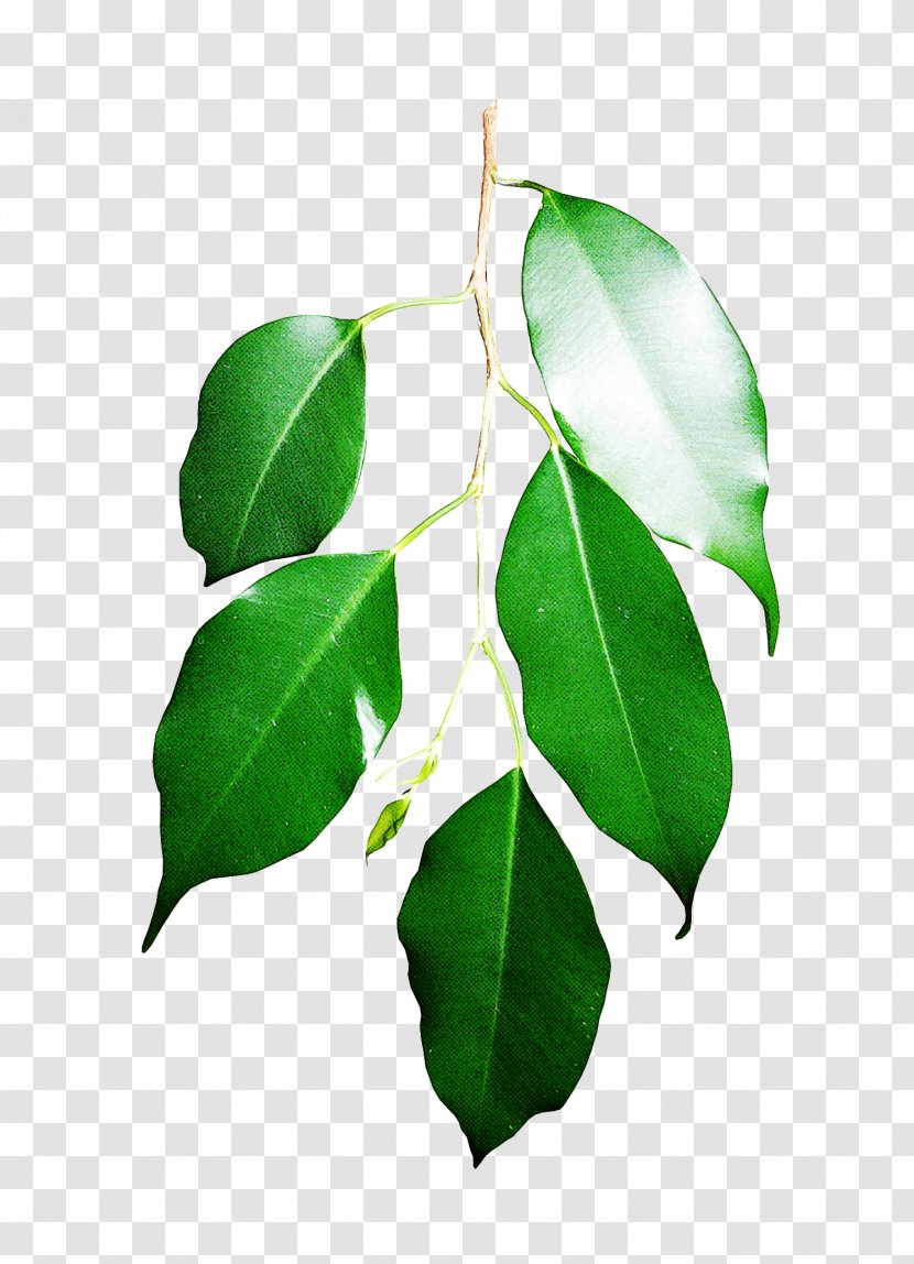 Leaf Flower Plant Green Tree - Flowering Woody Transparent PNG