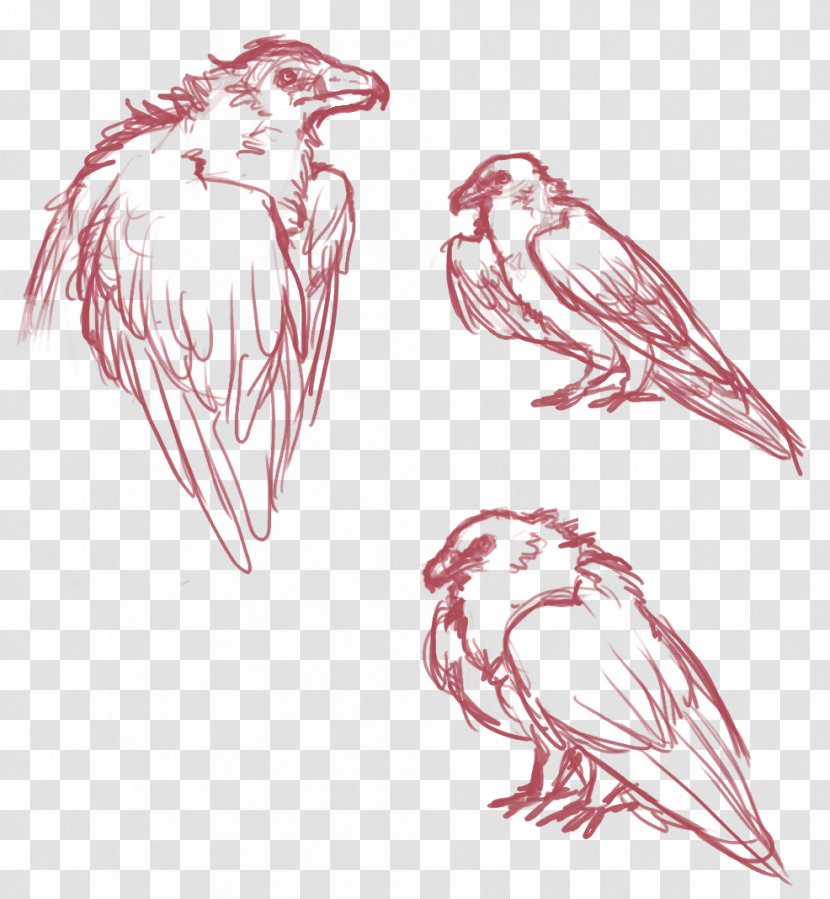 Bird Bearded Vulture Chicken Drawing Sketch - Heart Transparent PNG