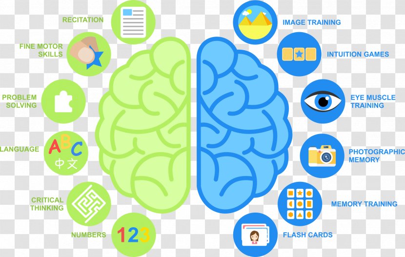 Child Development Методика Method Lateralization Of Brain Function - Cerebral Hemisphere Transparent PNG