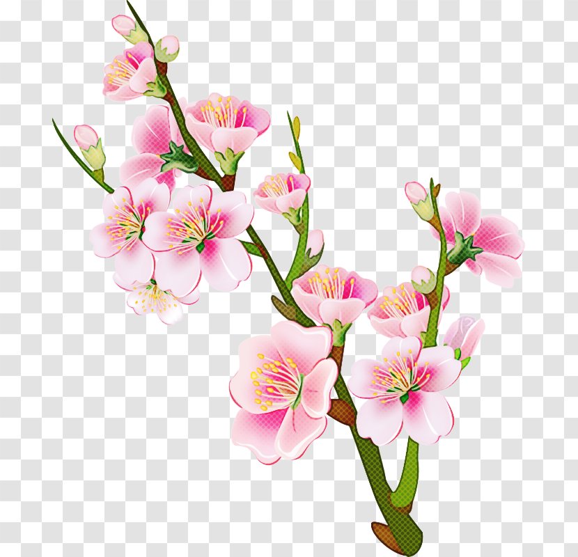 Cherry Blossom - Flowering Plant - Branch Transparent PNG