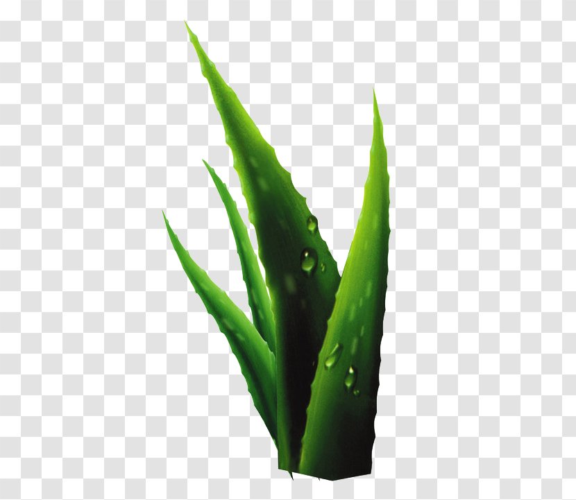 Aloe Plant Drop - Green Vera Transparent PNG