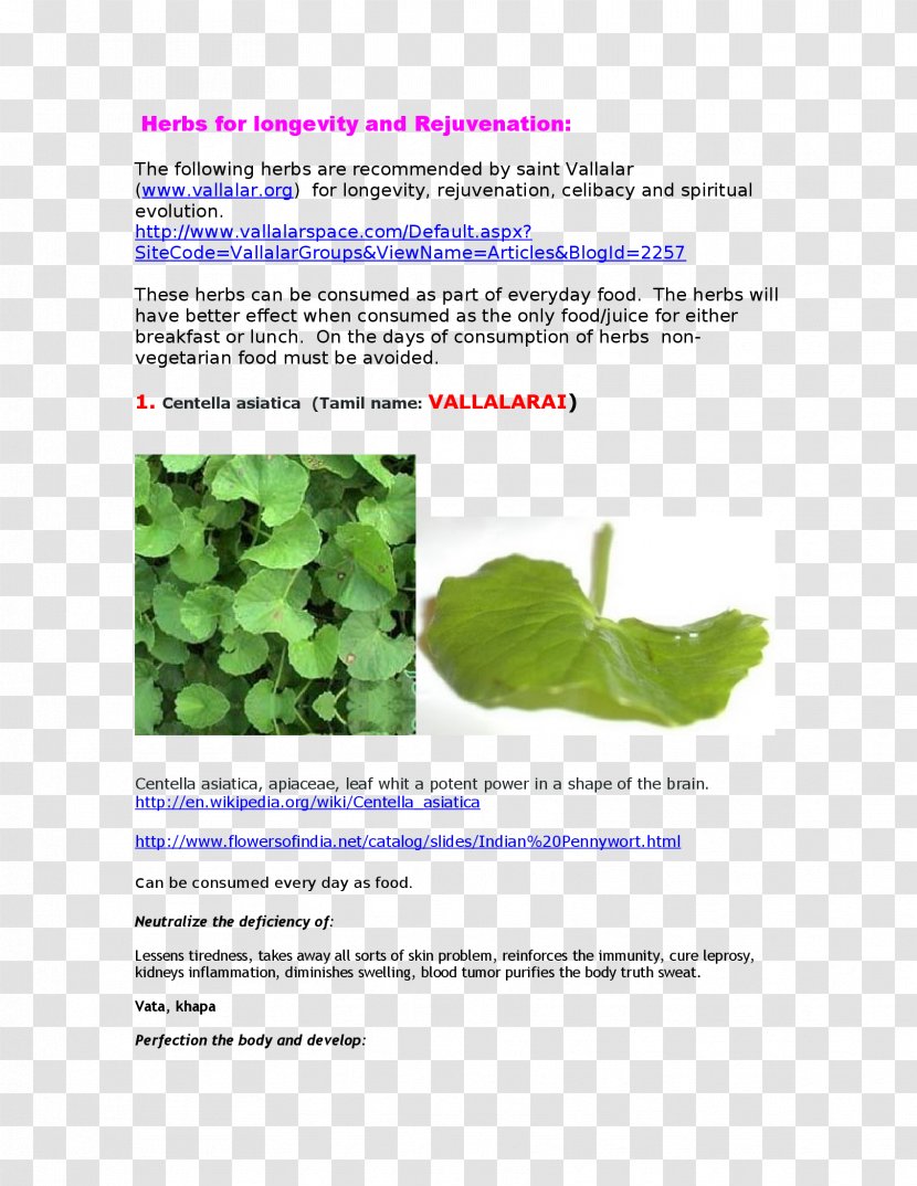 Herbalism Medicine Leaf Waterhyssop Transparent PNG