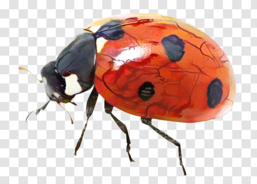 Ladybird Beetle Image Desktop Wallpaper - Jewel Bugs - Ladybug Transparent PNG