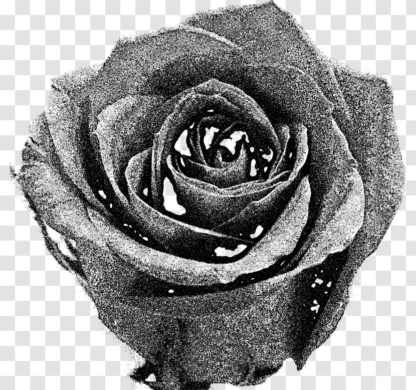 Garden Roses Black And White - Flowering Plant - Rose Transparent PNG
