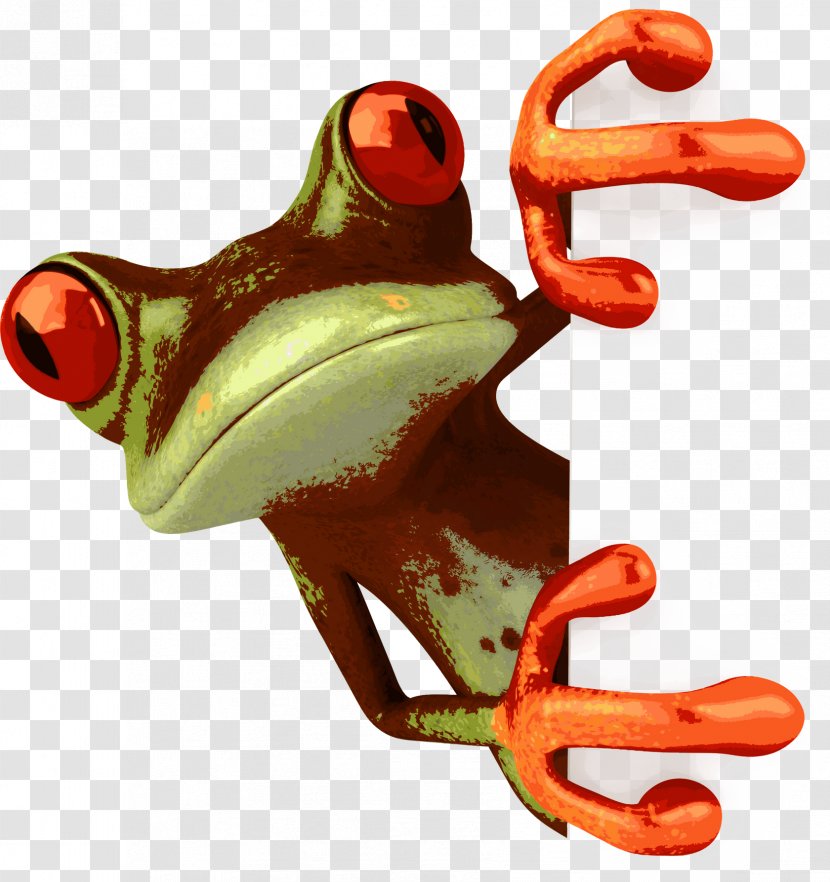 Frog Drawing Cartoon Clip Art - Ranidae Transparent PNG
