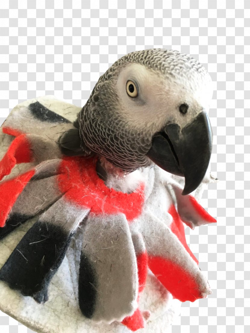 Macaw Parrot Bird Feather-plucking - Grey - African Transparent PNG
