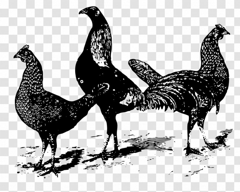 Plymouth Rock Chicken Curry Poultry Clip Art - Phasianidae - Black And White Transparent PNG