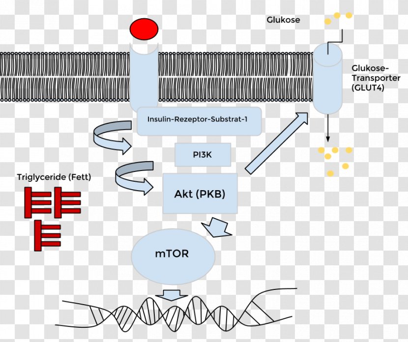 Insulin Receptor Substrate Resistance GLUT4 Transparent PNG