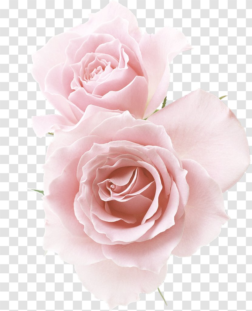 Garden Roses Cabbage Rose Floribunda Flower - Order Transparent PNG