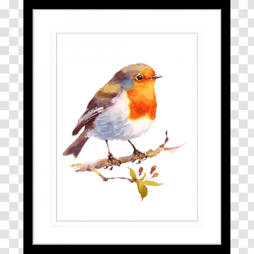 Bird European Robin Watercolor Painting Drawing - Fauna Transparent PNG