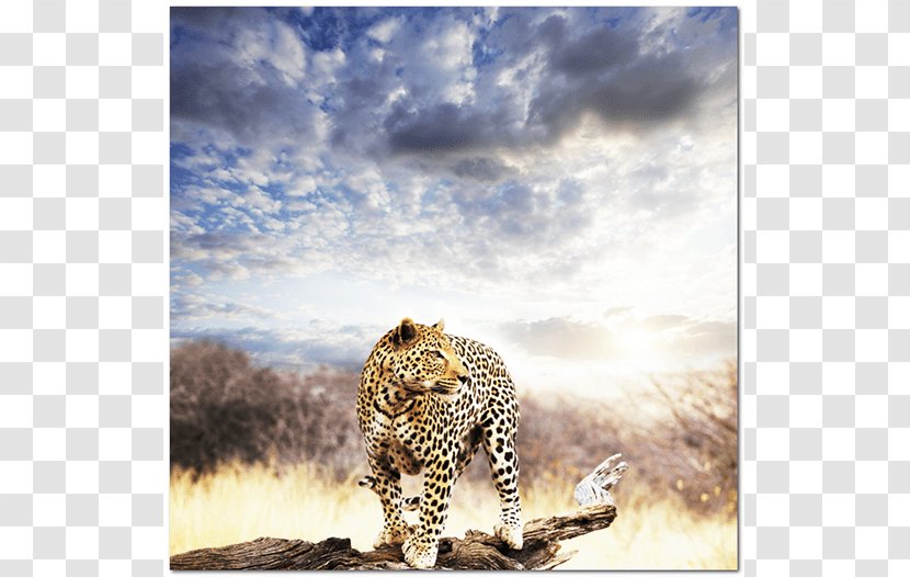 Leopard Warrior: A Journey Into The African Teachings Of Ancestry, Instinct, And Dreams Felidae Mural Lion Photography - Poster Transparent PNG