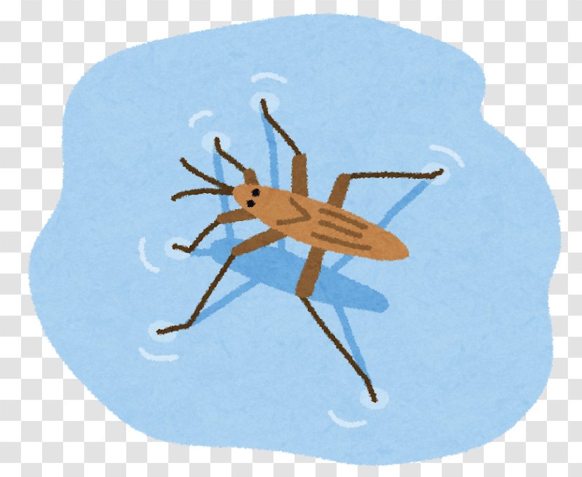 Water Striders アメンボ類 Insect Pentatomoidea Ame - Japan Transparent PNG