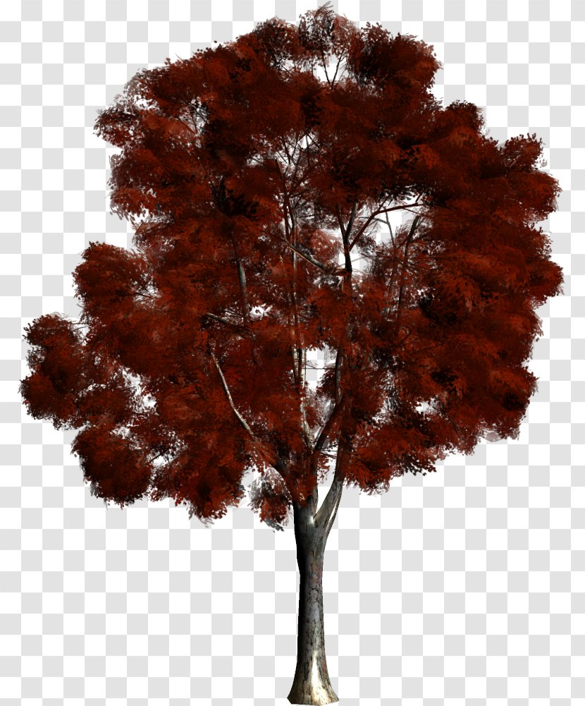 Tree Forest Maple Clip Art - Rar Transparent PNG
