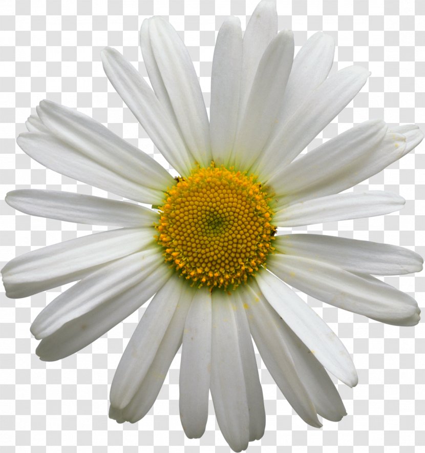 Chamomile - He Loves Me Not - Cut Flowers Transparent PNG