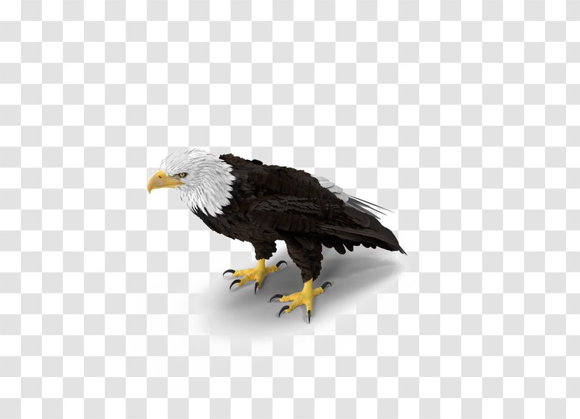 Bald Eagle Image Bird - Royaltyfree Transparent PNG