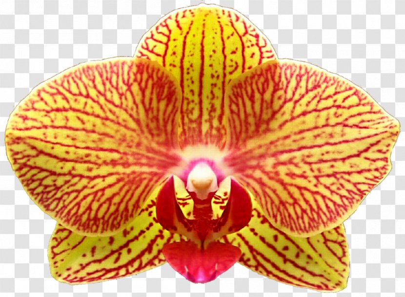Moth Orchids - Orchid Yellow Transparent PNG
