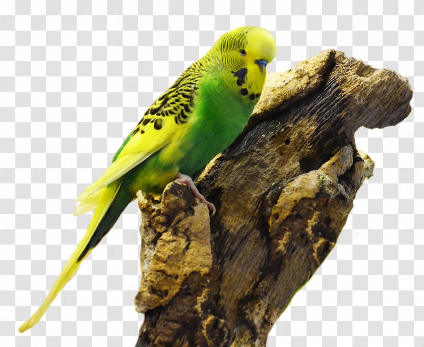 Budgerigar Parakeet Beak Feather Toy - Eye Transparent PNG