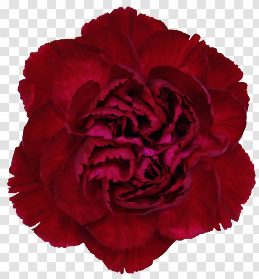 Carnation Rose Cut Flowers Crimson - Flower Bouquet - Red Transparent PNG